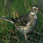 image of bird