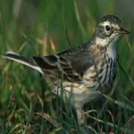 image of american_pipit #7