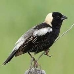 image of bird