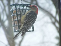 image of woodpecker #13