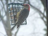 image of animal