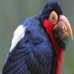 image of bearded_barbet #15