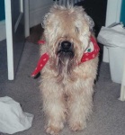 image of wheaten_terrier #4