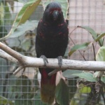 image of lory