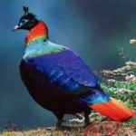 image of bird