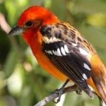image of bird