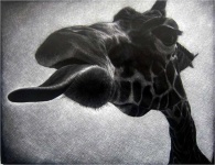 image of animal