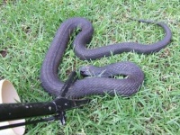 image of hognose_snake