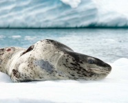 image of animal