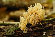 image of coral_fungus
