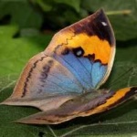 image of orange_butterfly #19