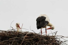 image of white_stork
