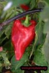 image of capsicum #3