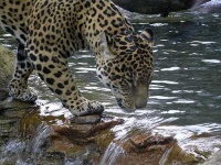 image of jaguar_car