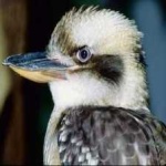 image of bird