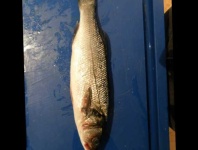 image of fish