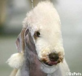 image of bedlington_terrier