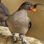 image of bird