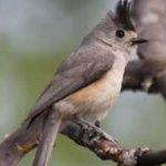 image of bird