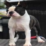 image of boston_terrier #19