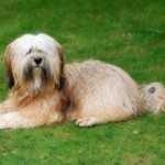 image of tibetan_terrier #21