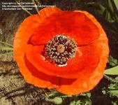 image of flower