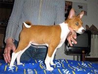 image of basenji