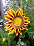 image of flower