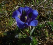 image of flower