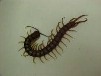 image of centipede #19