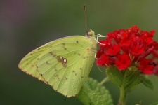 image of sulphur_butterfly #9