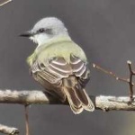 image of bird