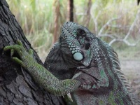 image of common_iguana