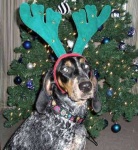 image of bluetick