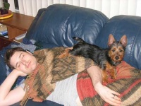 image of australian_terrier