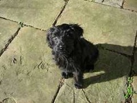 image of briard