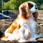 image of animal
