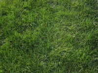 image of grass
