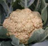 image of cauliflower