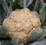 image of cauliflower #29