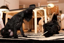 image of affenpinscher