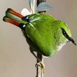 image of bird