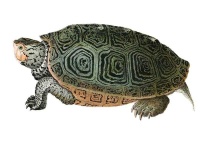 image of animal
