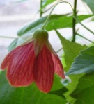image of flower