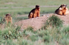 image of marmot