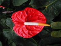 image of anthurium #34