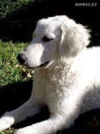 image of kuvasz