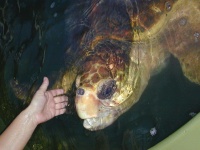 image of loggerhead