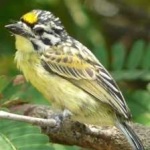 image of bird