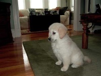 image of golden_retriever